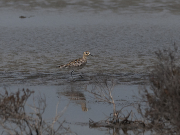 Siperiankurmitsa, Pacific Golden Plover, Pluvialis fulva