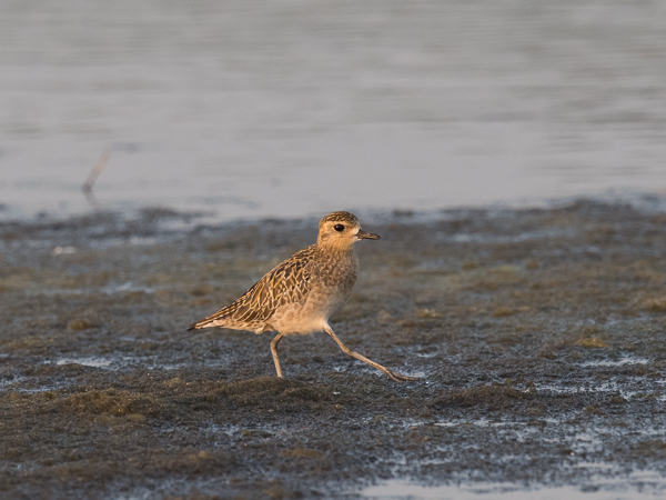 Siperiankurmitsa, Pacific Golden Plover, Pluvialis fulva