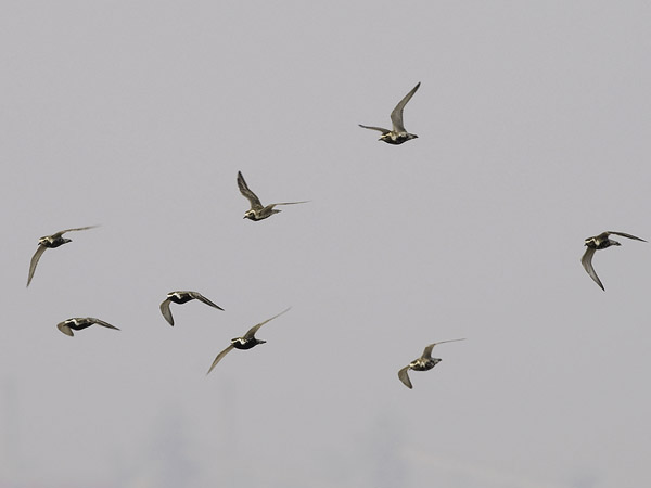 Siperiankurmitsa, Pacific Golden Plover, Pluvialis fulva
