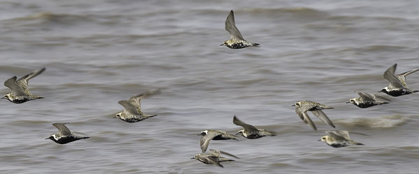 Siperiankurmitsa, Pacific Golden Plover, Pluvialis fulva