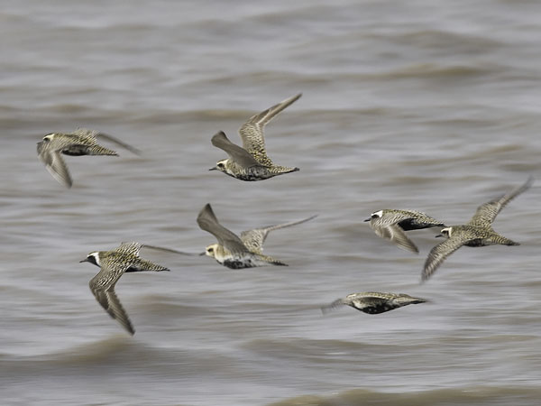 Siperiankurmitsa, Pacific Golden Plover, Pluvialis fulva
