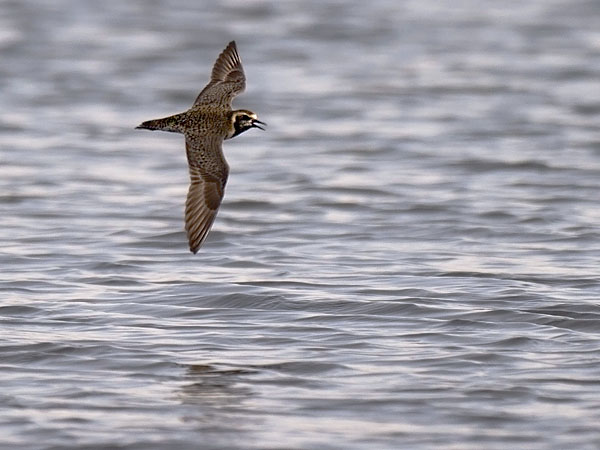 Siperiankurmitsa, Pacific Golden Plover, Pluvialis fulva