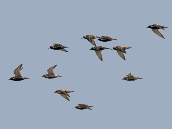 Siperiankurmitsa, Pacific Golden Plover, Pluvialis fulva