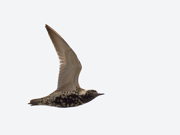 Siperiankurmitsa, Pacific Golden Plover, Pluvialis fulva