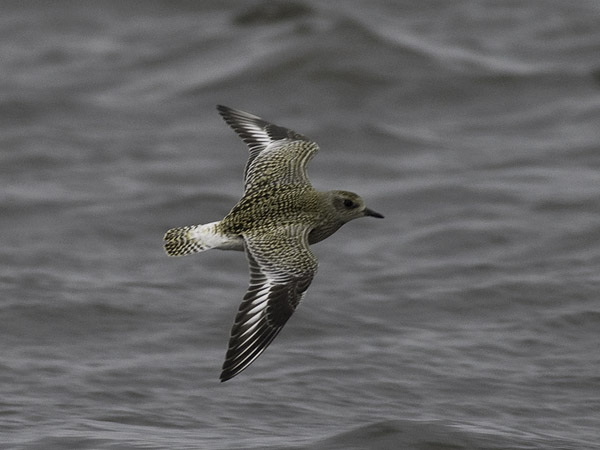 Tundrakurmitsa, Grey Plover, Pluvialis squatarola