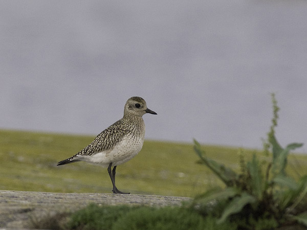 Tundrakurmitsa, Grey Plover, Pluvialis squatarola
