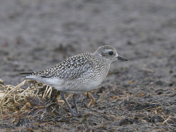 Tundrakurmitsa, Grey Plover, Pluvialis squatarola