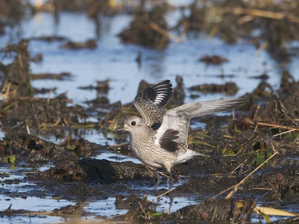 Tundrakurmitsa, Grey Plover, Pluvialis squatarola