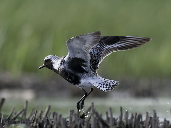 Tundrakurmitsa, Grey Plover, Pluvialis squatarola