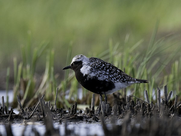 Tundrakurmitsa, Grey Plover, Pluvialis squatarola
