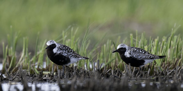 Tundrakurmitsa, Grey Plover, Pluvialis squatarola