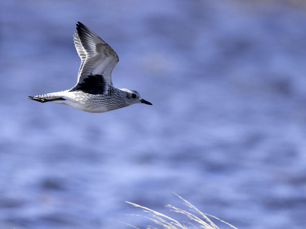 Tundrakurmitsa, Grey Plover, Pluvialis squatarola