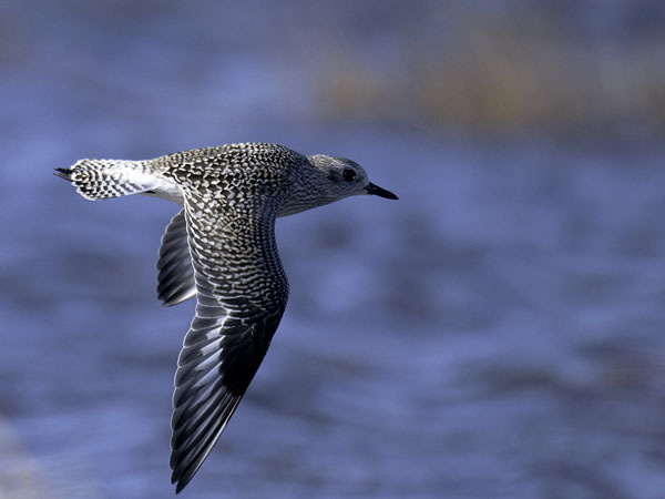 Tundrakurmitsa, Grey Plover, Pluvialis squatarola