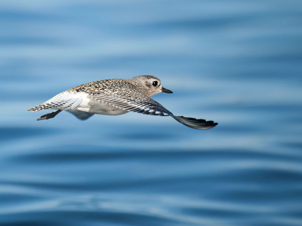 Tundrakurmitsa, Grey Plover, Pluvialis squatarola