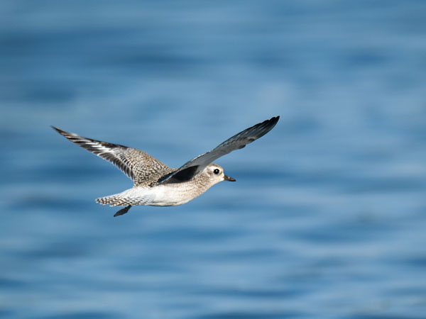 Tundrakurmitsa, Grey Plover, Pluvialis squatarola
