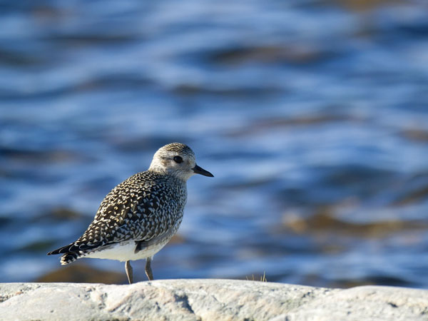Tundrakurmitsa, Grey Plover, Pluvialis squatarola