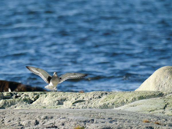 Tundrakurmitsa, Grey Plover, Pluvialis squatarola