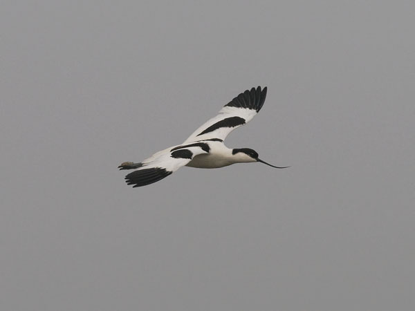 Avosetti, Pied Avocet, Recurvirostra avosetta