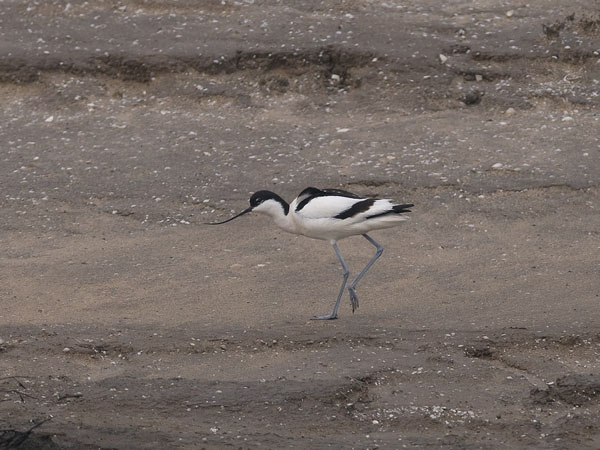 Avosetti, Pied Avocet, Recurvirostra avosetta