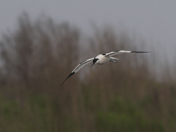 Avosetti, Pied Avocet, Recurvirostra avosetta