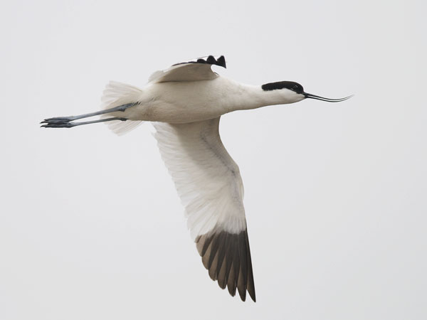 Avosetti, Pied Avocet, Recurvirostra avosetta