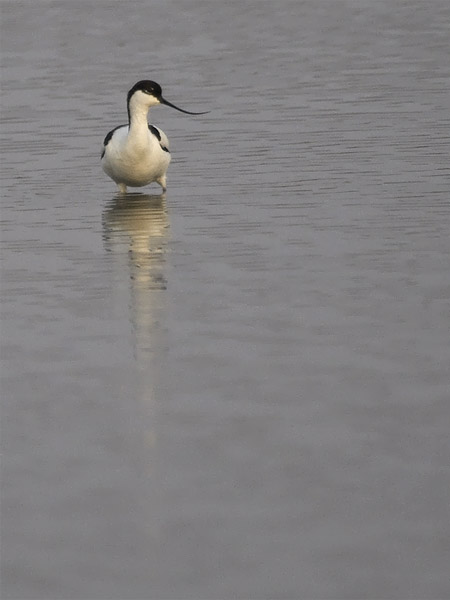Avosetti, Pied Avocet, Recurvirostra avosetta