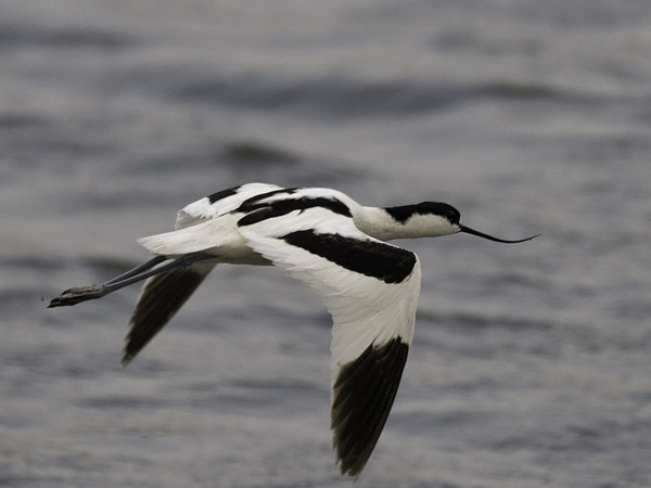 Avosetti, Pied Avocet, Recurvirostra avosetta
