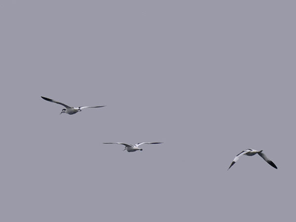 Avosetti, Pied Avocet, Recurvirostra avosetta