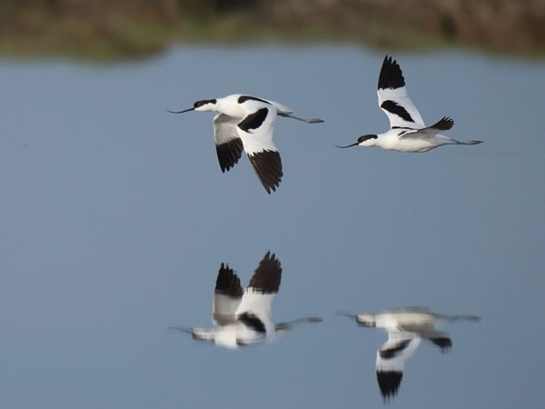 Avosetti, Pied Avocet, Recurvirostra avosetta