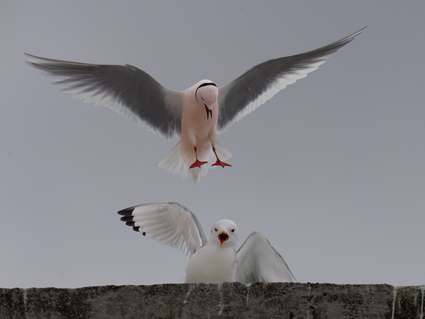 Ruusulokki, Ross´s Gull, Rhodostethia rosea