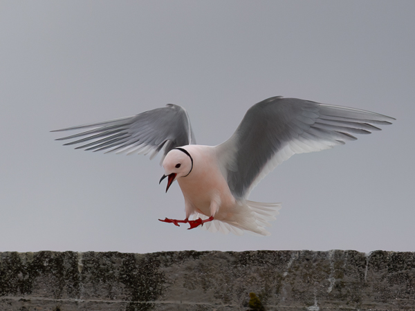 Ruusulokki, Ross´s Gull, Rhodostethia rosea