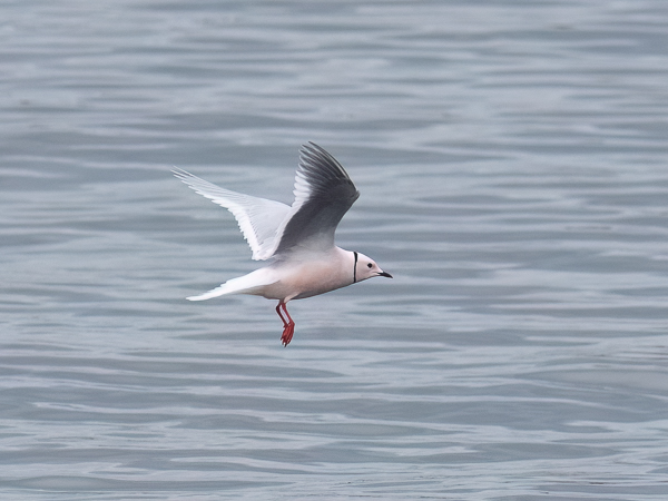 Ruusulokki, Ross´s Gull, Rhodostethia rosea