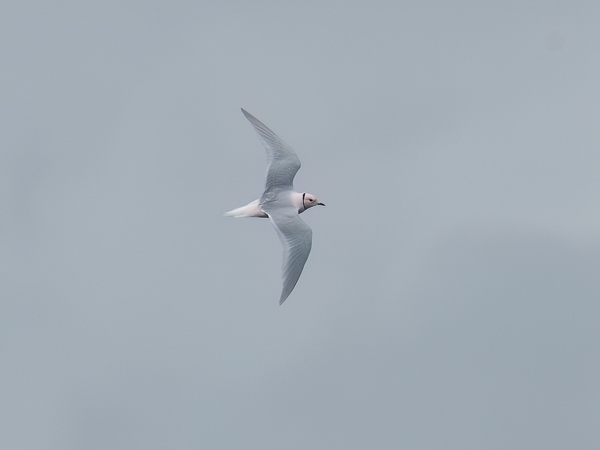 Ruusulokki, Ross´s Gull, Rhodostethia rosea