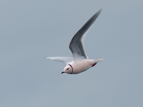Ruusulokki, Ross´s Gull, Rhodostethia rosea