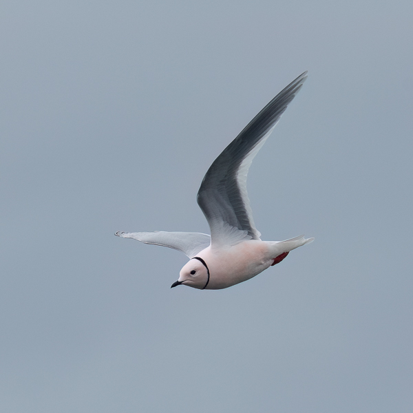 Ruusulokki, Ross´s Gull, Rhodostethia rosea