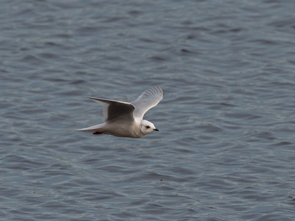 Ruusulokki, Ross´s Gull, Rhodostethia rosea