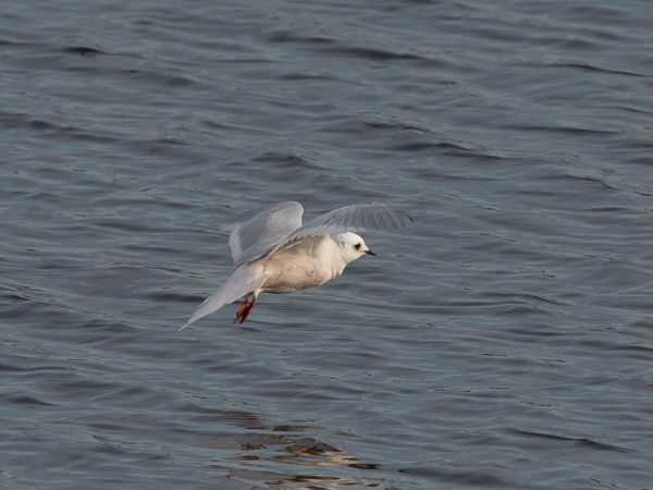 Ruusulokki, Ross´s Gull, Rhodostethia rosea