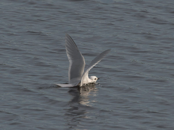 Ruusulokki, Ross´s Gull, Rhodostethia rosea