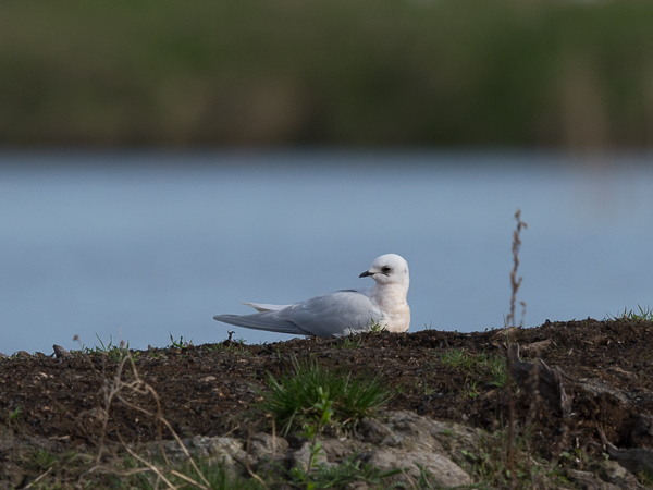 Ruusulokki, Ross´s Gull, Rhodostethia rosea