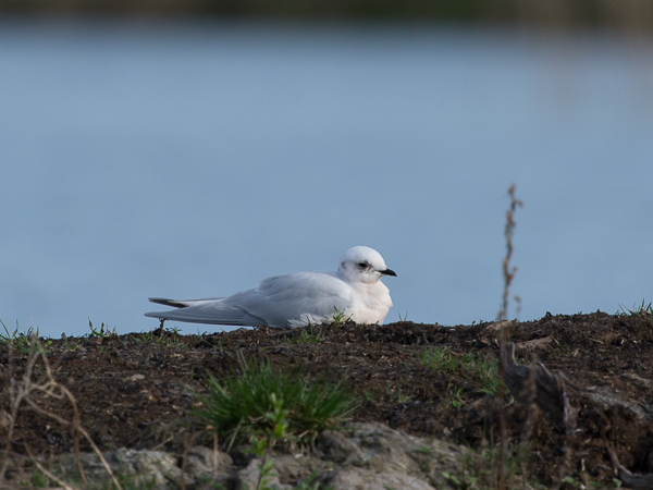 Ruusulokki, Ross´s Gull, Rhodostethia rosea
