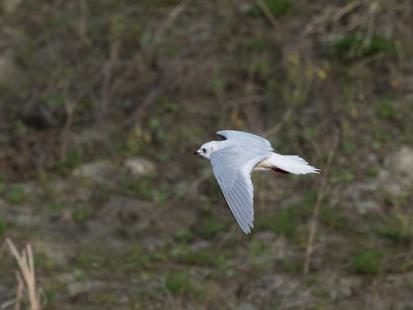 Ruusulokki, Ross´s Gull, Rhodostethia rosea