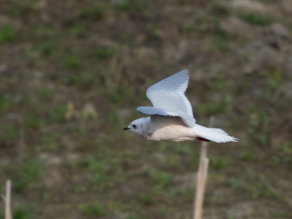Ruusulokki, Ross´s Gull, Rhodostethia rosea