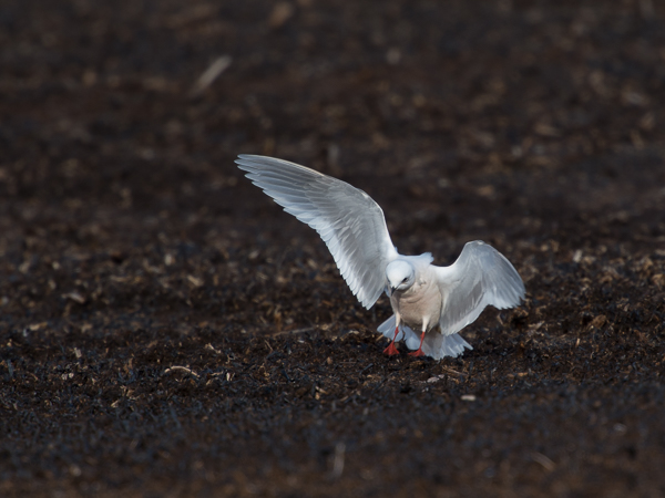 Ruusulokki, Ross´s Gull, Rhodostethia rosea