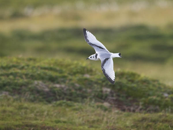 Pikkukajava, Black-legged Kittiwake, Rissa tridactyla