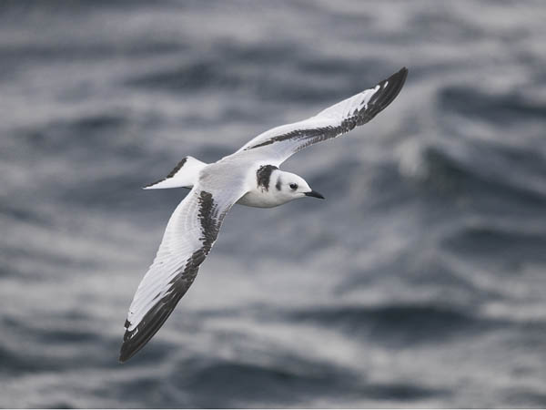 Pikkukajava, Black-legged Kittiwake, Rissa tridactyla