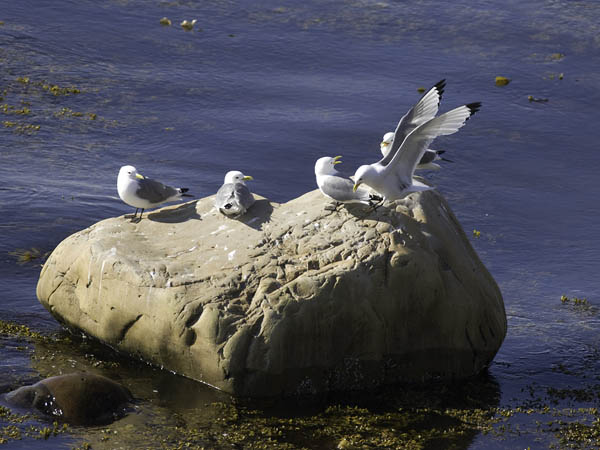 Pikkukajava, Black-legged Kittiwake, Rissa tridactyla