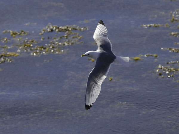 Pikkukajava, Black-legged Kittiwake, Rissa tridactyla