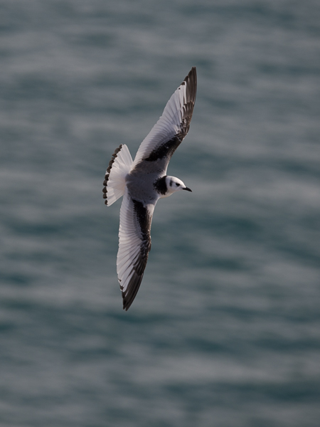 Pikkukajava, Black-legged Kittiwake, Rissa tridactyla