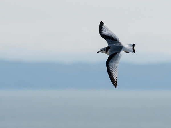 Pikkukajava, Black-legged Kittiwake, Rissa tridactyla