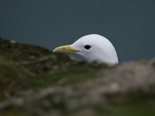 Pikkukajava, Black-legged Kittiwake, Rissa tridactyla